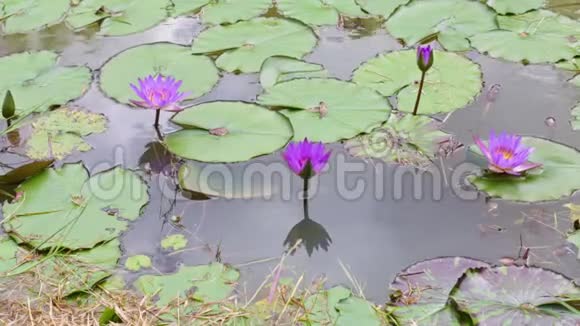 一朵莲花在曲池中的近景视频的预览图