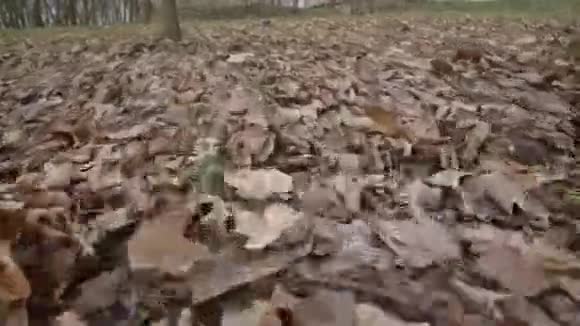 秋天公园地上的落叶杜莉视频的预览图