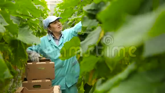 为黄瓜种植园工作的女园丁视频的预览图