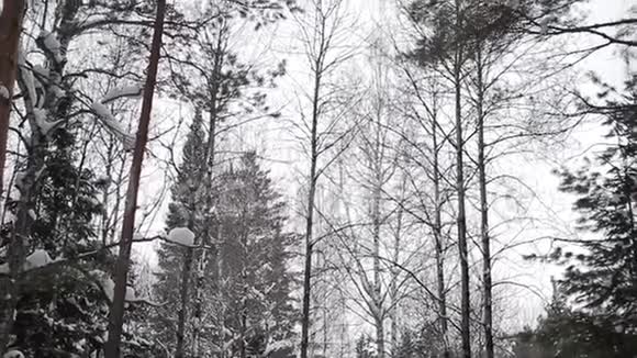 冬季森林泰加西伯利亚树木视频的预览图