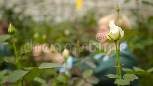 在白玫瑰背景下的温室里照料鲜花的女人视频的预览图