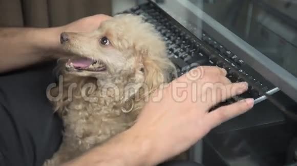 带着狗的人摸键盘视频的预览图