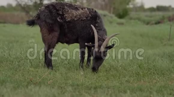 绑在绳子上的黑山羊在绿色草坪上放牧背景是一只白山羊视频的预览图