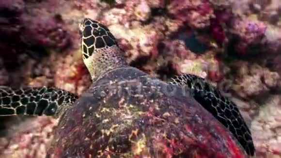 海龟美丽地漂浮在马尔代夫干净清澈的海底视频的预览图