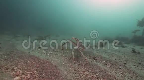 只有巨大的螃蟹在巴伦支海的一个荒芜的沙底上行走视频的预览图