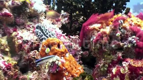 在马尔代夫海底寻找食物的斑豹莫雷鳗视频的预览图