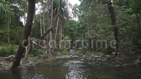 丛林中的热带溪流视频的预览图