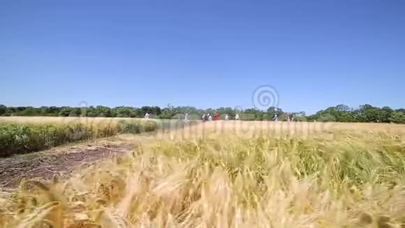 摄像机在场地上方的运动被各种黑麦捆绑研究品种视频的预览图