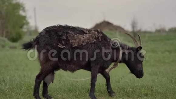 绑在绳子上的黑山羊在绿色草坪上放牧背景是一只白山羊视频的预览图