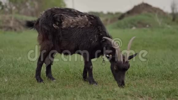 绑在绳子上的黑山羊在绿色草坪上放牧背景是一只白山羊视频的预览图