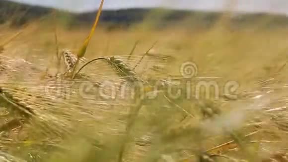 黄穗特写在田野里荡着风小麦的收获视频的预览图