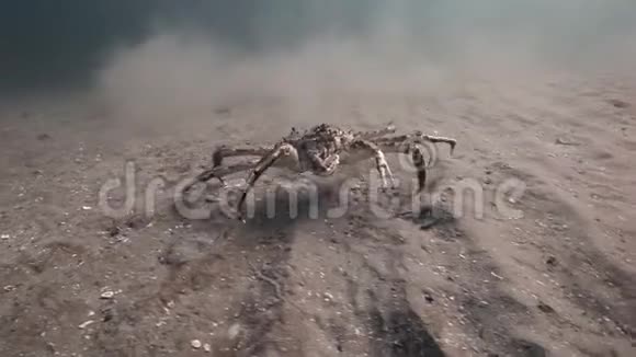 只有巨大的螃蟹在巴伦支海的一个荒芜的沙底上行走视频的预览图