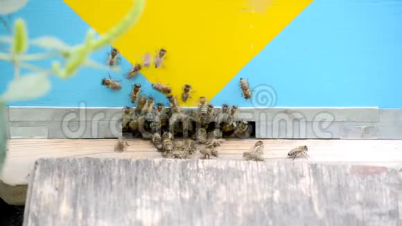 飞行中的蜜蜂视频的预览图