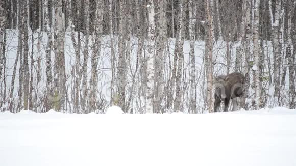 在冰冻的北极圈冬季景观中美丽的麋鹿小牛在森林中觅食视频的预览图