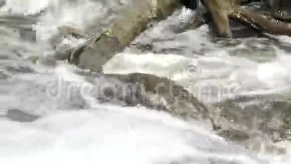 洪水泛滥汹涌流淌的浑水春季洪水视频的预览图