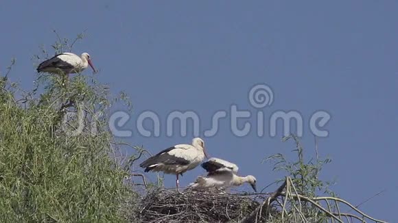 白鹳锥虫鸡在巢上拍打翅膀在法国阿尔萨斯视频的预览图