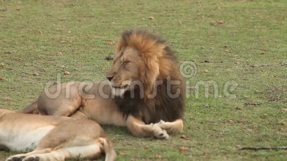 肯尼亚马赛马拉公园的非洲狮子美洲狮女性躺卧和男性打瞌睡视频的预览图