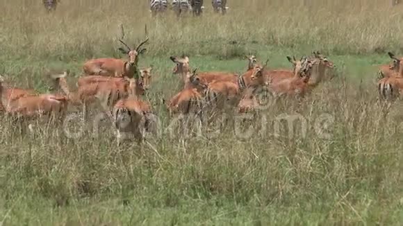 Impala马兰普斯雄性其雌性站在肯尼亚Nakuru公园的长草中视频的预览图
