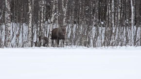 在冰冻的北极圈冬季景观中美丽的雌性驼鹿和小牛在森林叶子上觅食视频的预览图