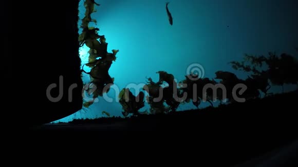 用缓慢移动的棕色海藻和小鱼游动的船坞水视频的预览图