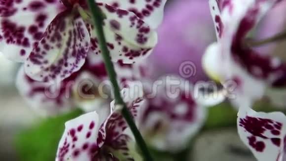 五颜六色的兰花花视频的预览图