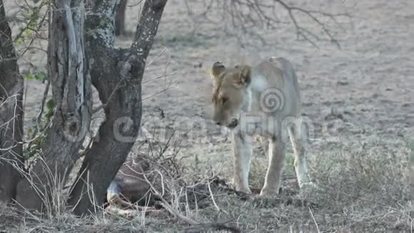 一个炎热的夜晚狮子从树下树枝下取出羚羊沼泽的残骸视频的预览图