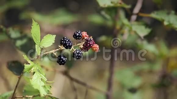 花园里的黑莓视频的预览图