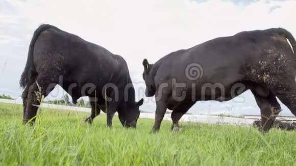 两只成年的黑牛在田里嚼着新鲜的羊草争夺食物视频的预览图