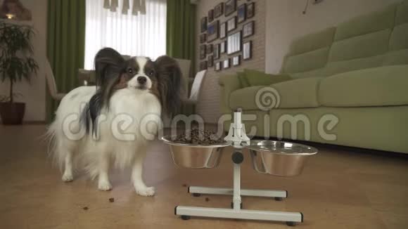 狗狗Papillon在客厅的架子上吃金属碗里的干粮库存录像视频的预览图