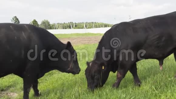 每天的农场两只公牛在田里嚼草争夺食物视频的预览图