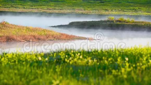 雾笼罩着盛开的草甸开着黄花视频的预览图