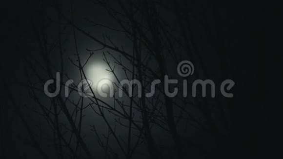 夜树的满月视频的预览图