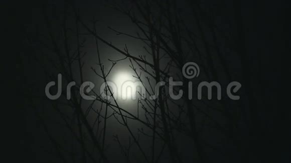 夜树的满月视频的预览图