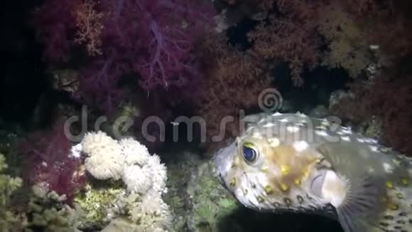愤怒的豪猪在礁石上游泳视频的预览图