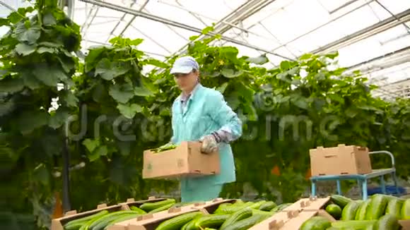 女人用盒子包装黄瓜的收获视频的预览图