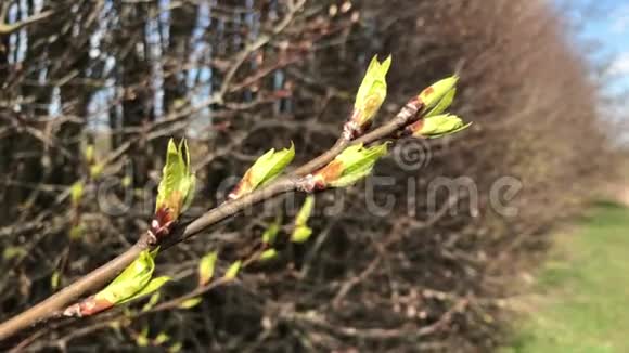 在风中摇摆的灌木枝上的花蕾视频的预览图