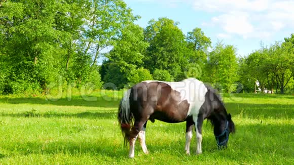 小马在草地上吃草视频的预览图