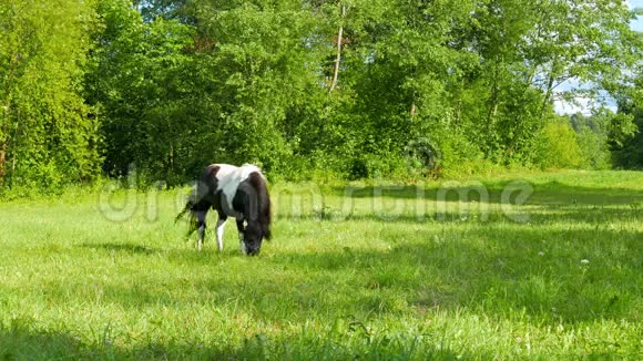 小马在草地上吃草视频的预览图
