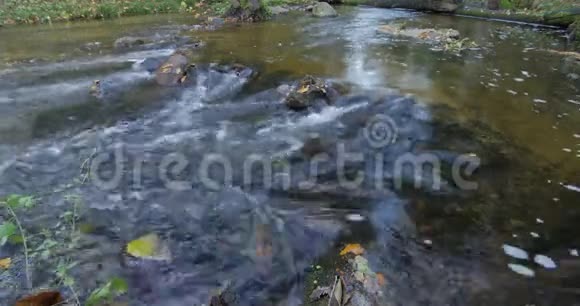 清澈的溪水流过秋天的森林黄叶视频的预览图