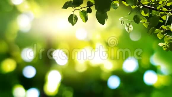 阳光明媚的背景自然枝条绿叶上的叶子与阳光视频的预览图