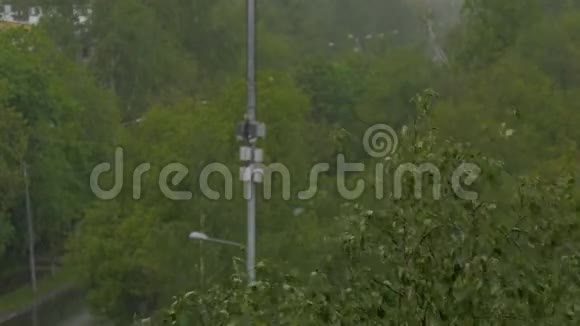 大滴雨落在树上大风视频的预览图