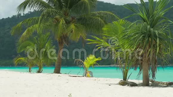 热带沙滩上的热带棕榈树微风轻拂背景为蓝色海洋视频的预览图