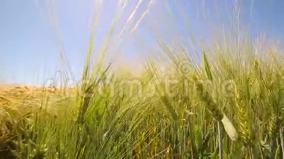 黄穗特写在田野里荡着风小麦的收获视频的预览图