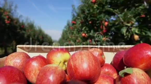 一盒红苹果沿着一排苹果树移动视频的预览图