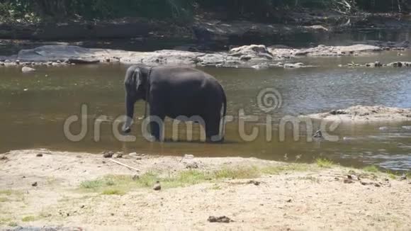 非洲大象在河流或湖泊中洗澡关门视频的预览图