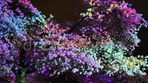 树照亮了五彩缤纷的动画视频的预览图