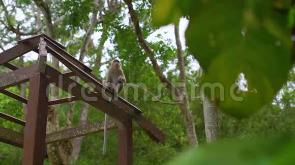 热带公园一群猕猴的慢镜头视频的预览图