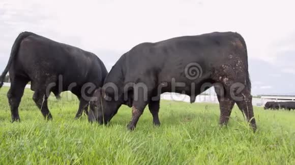 每天的农场两只没有角的公牛在田野上嚼草争食视频的预览图