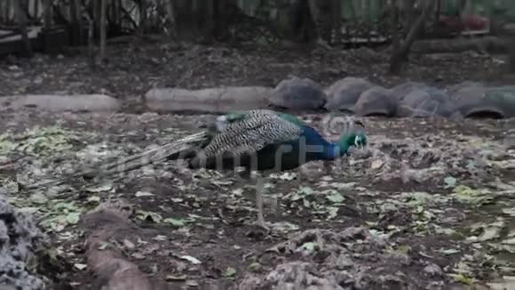 美丽的孔雀住在岛上视频的预览图