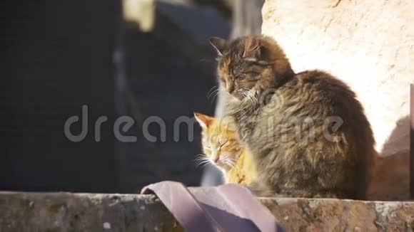 早春街道上的两只灰猫和红猫慢动作视频的预览图